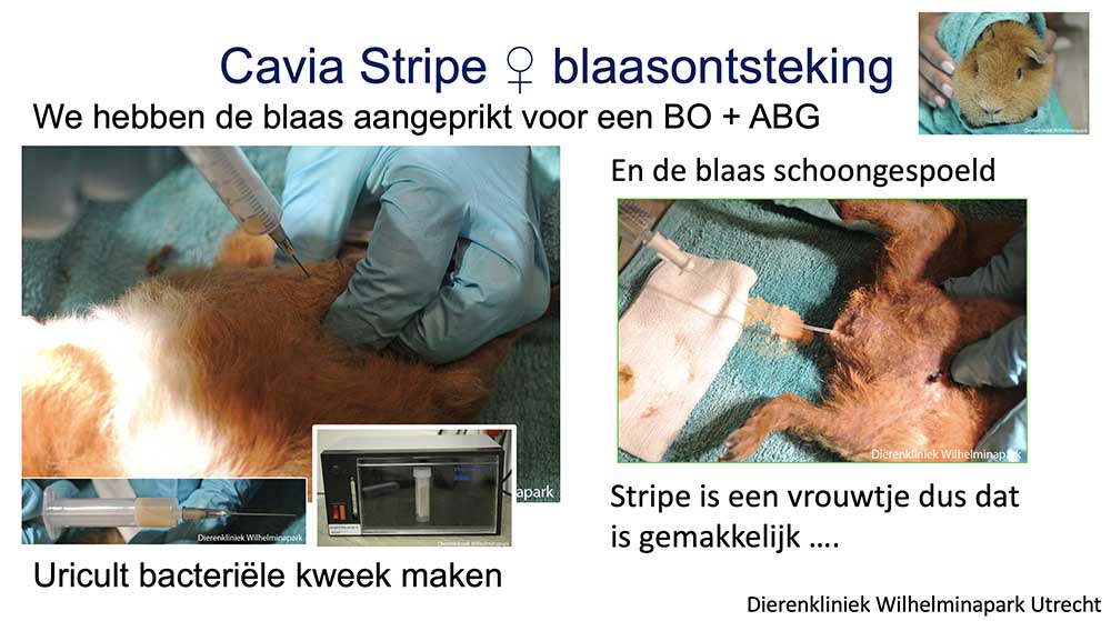 De blaas wordt aangeprikt voor een bacteriele kweek en we spoelen de blaas schoon met een katheter